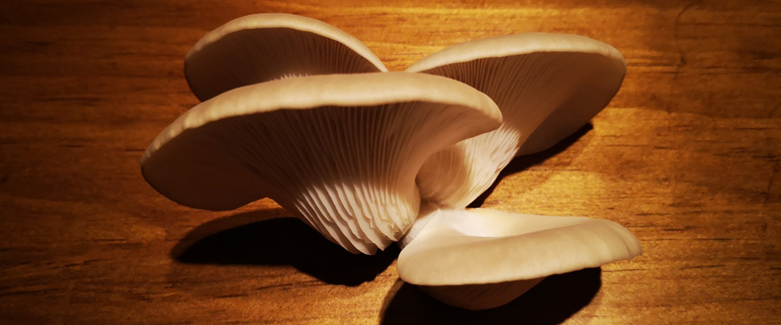 Native NZ Oyster Mushrooms » Matariki Mushrooms